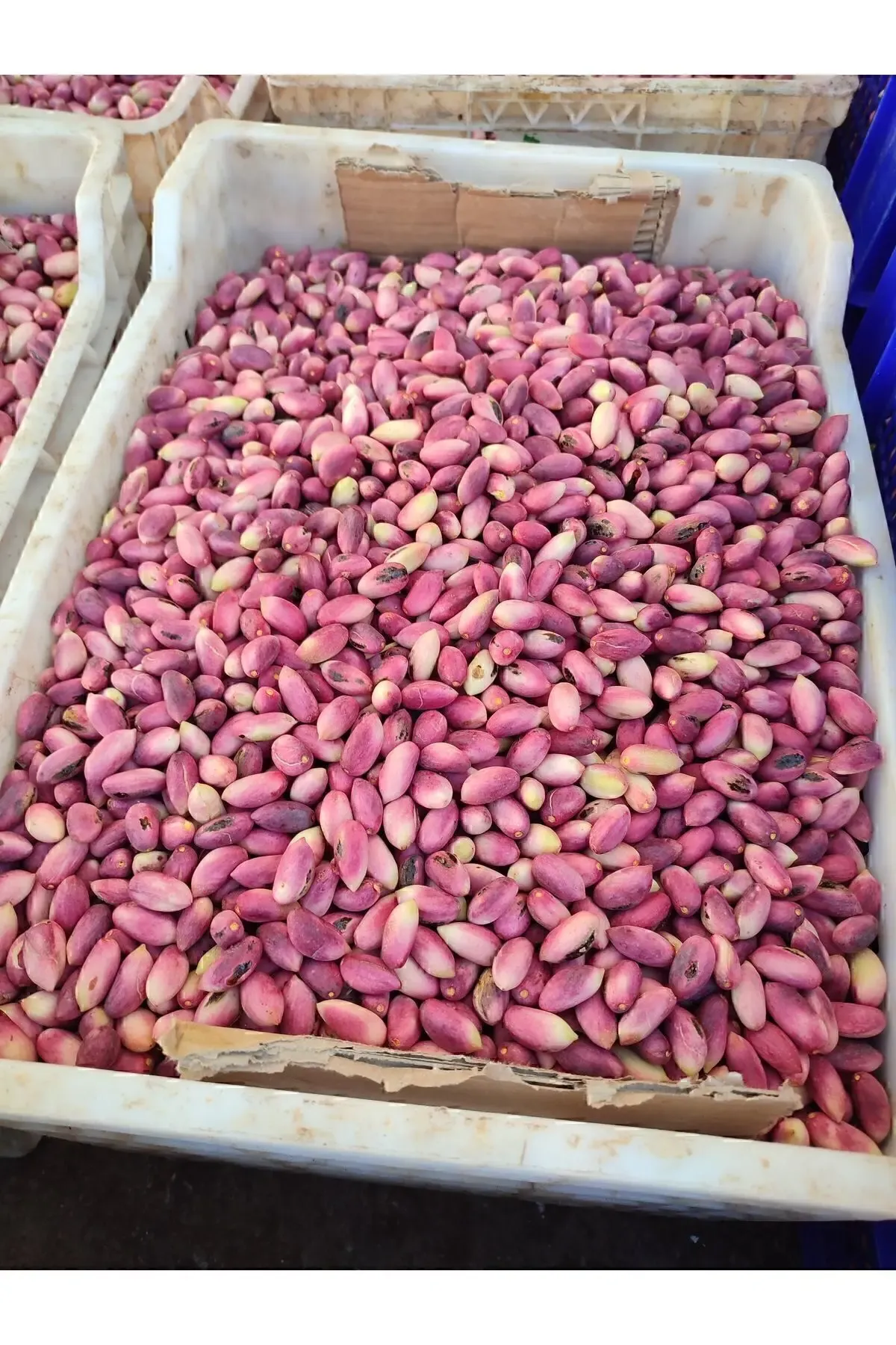 TAZE ANTEP FISTIĞI 250 GR